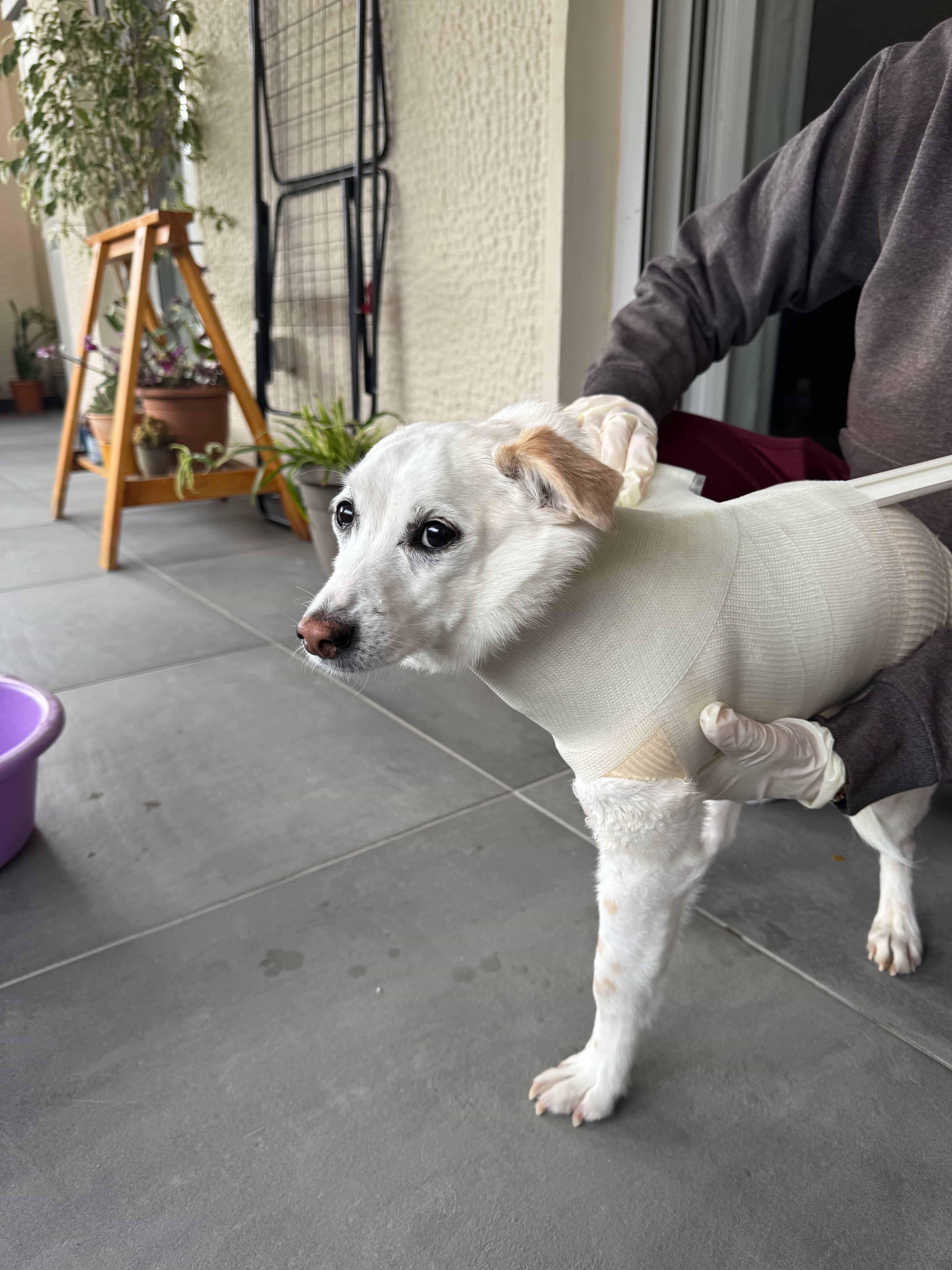 The first step of our process: professional casting and 3D scanning of a dog's limb.