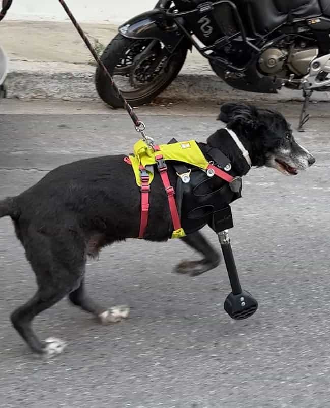 Pivot, a white dog confidently walking on grass with a custom prosthetic leg, showcasing our solution for pet owners.
