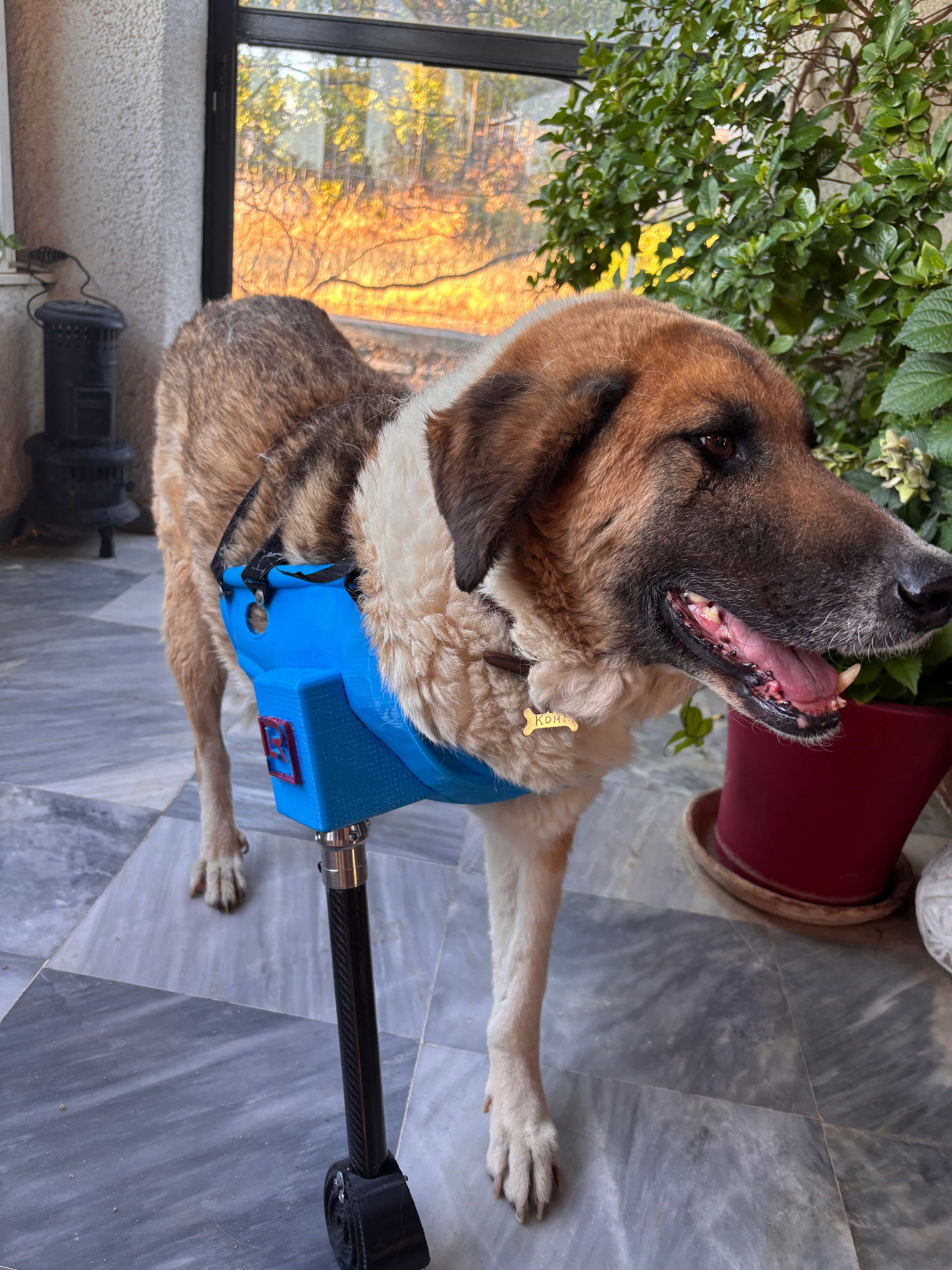 Komis, a beautiful dog with a blue prosthetic leg, representing our program for shelters and organizations.