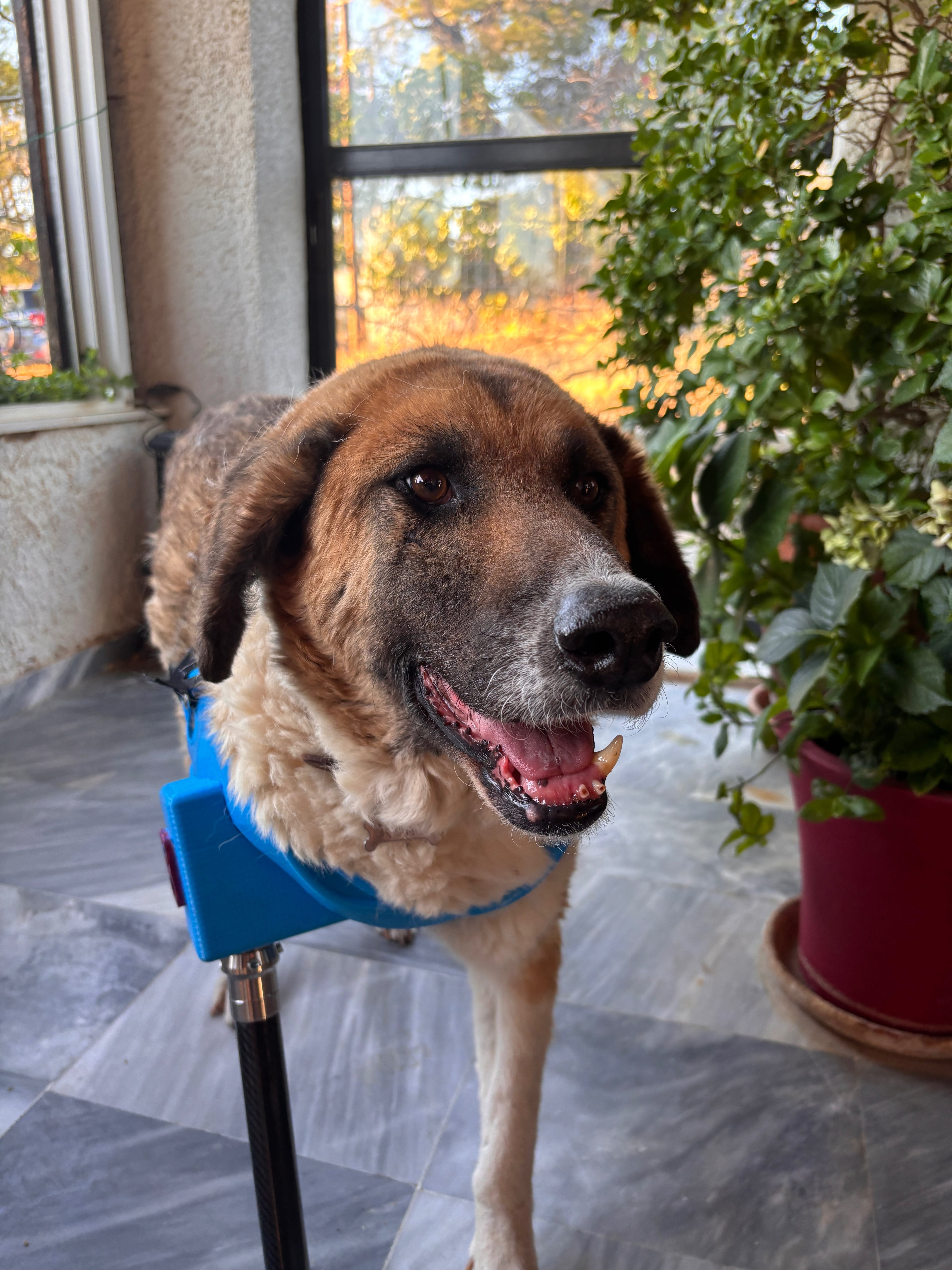 Happy German Shepherd with a custom 3D-printed prosthetic front leg from Adopt-a-Paw