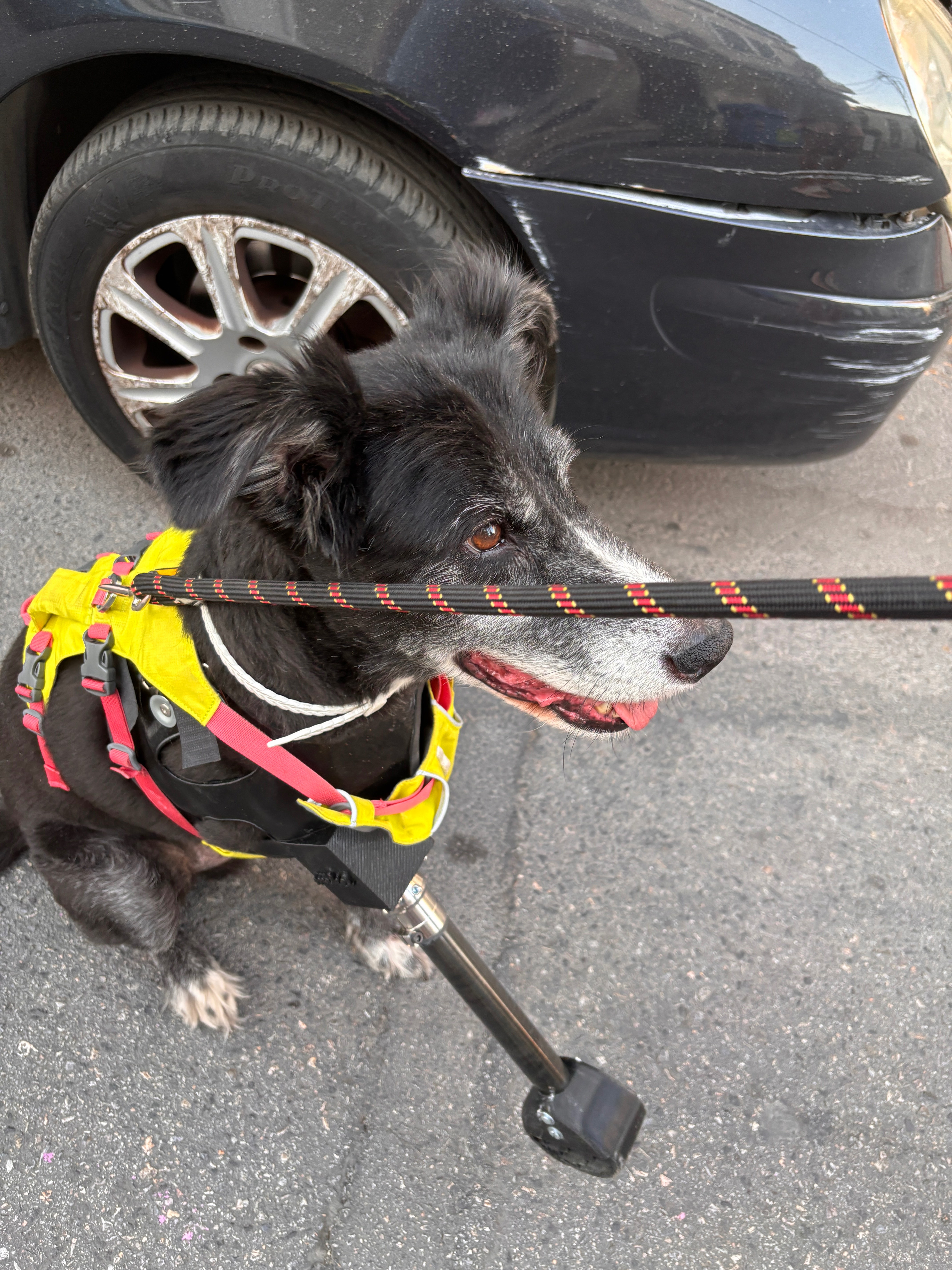 Dog sitting confidently with prosthetic leg