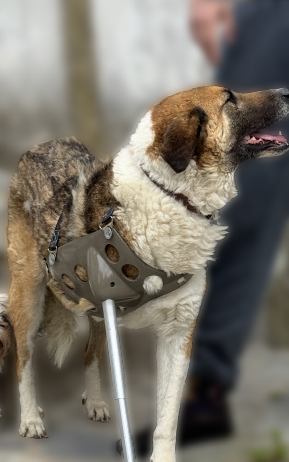 Komis with his prosthetic limb