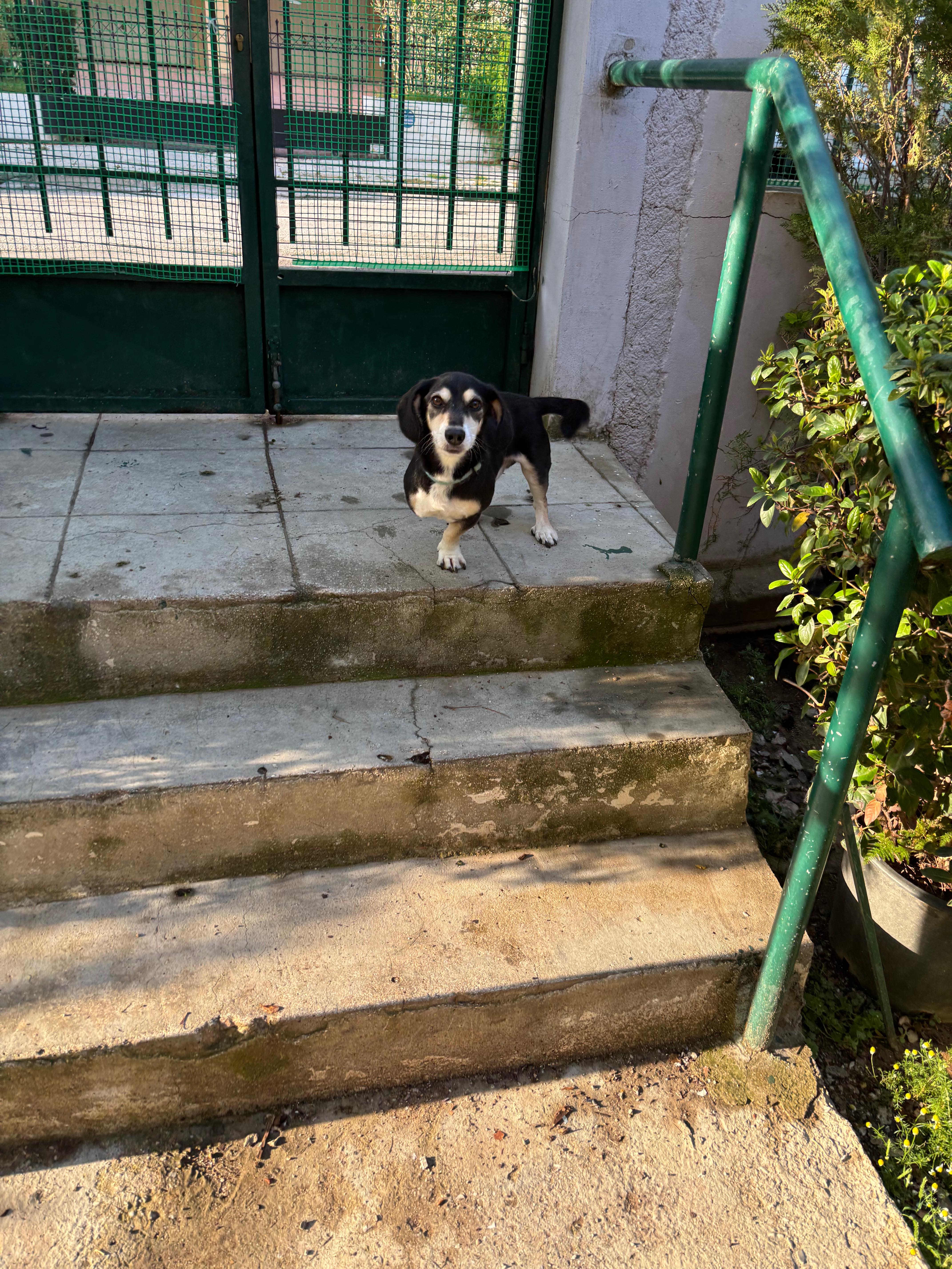 Snoopy outdoors showing his condition